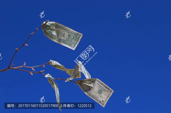 金錢樹