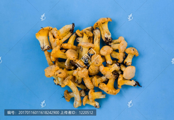 雞油菌