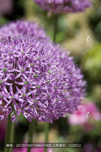 紫色的繁榮-匯圖網(wǎng) www.fosd68.com 紫色的繁榮