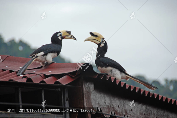 犀鳥(niǎo)一