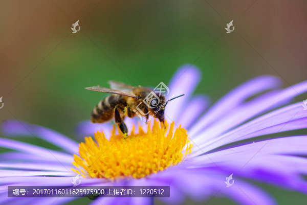 花與蜜蜂