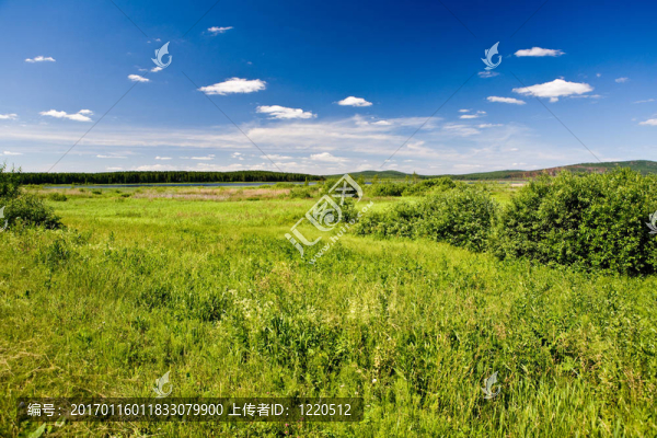 水草甸-匯圖網(wǎng) www.fosd68.com 水草甸