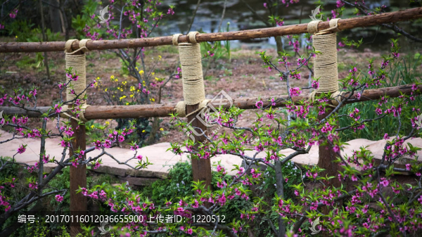 木橋桃花農(nóng)村；成都省，廣東省，廣東省，南京市，北京市，