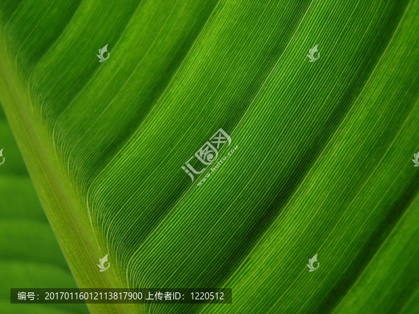 香蕉棕櫚葉綠黑
