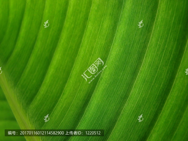 香蕉棕櫚葉綠黑