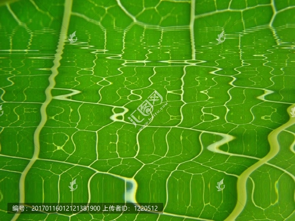 綠色texturered波