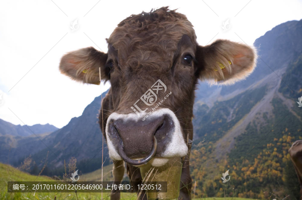 公牛