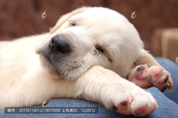 沉睡的拉布拉多小狗