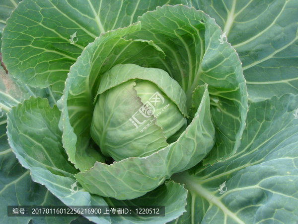 種白菜
