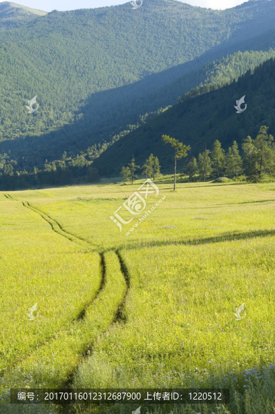 山上的黃路