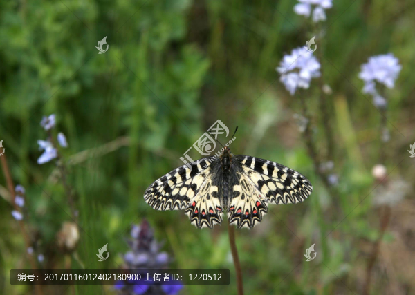 黃粉蝶-匯圖網(wǎng) www.fosd68.com 黃粉蝶