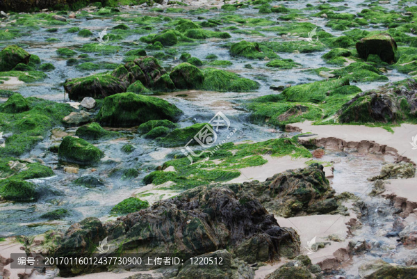 海灘上的海藻