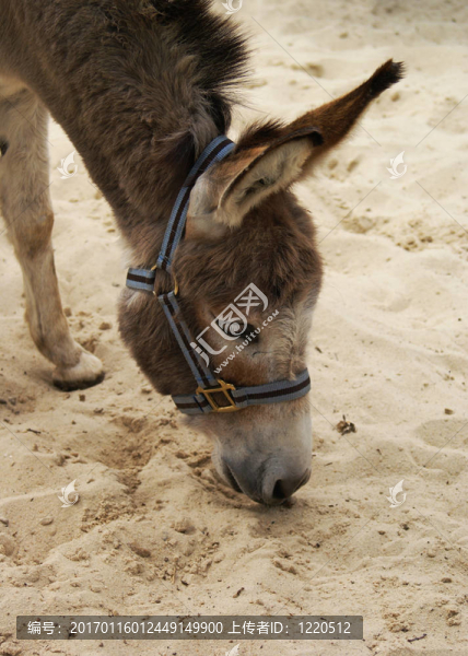 可愛(ài)的驢。