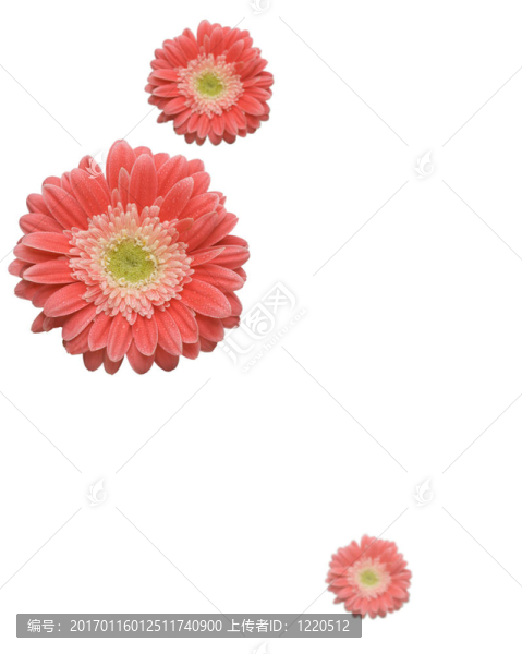 落下的雛菊