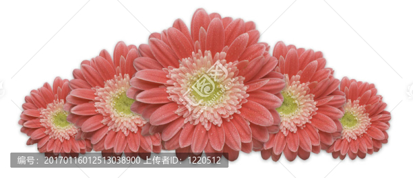 格柏菊花行