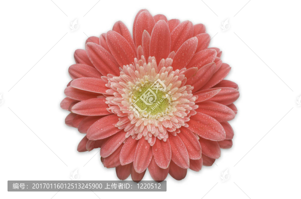 Pink,Gerber,Daisy分離