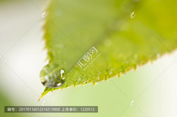 特寫葉