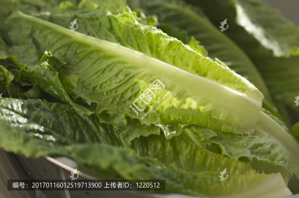 新鮮羅馬生菜