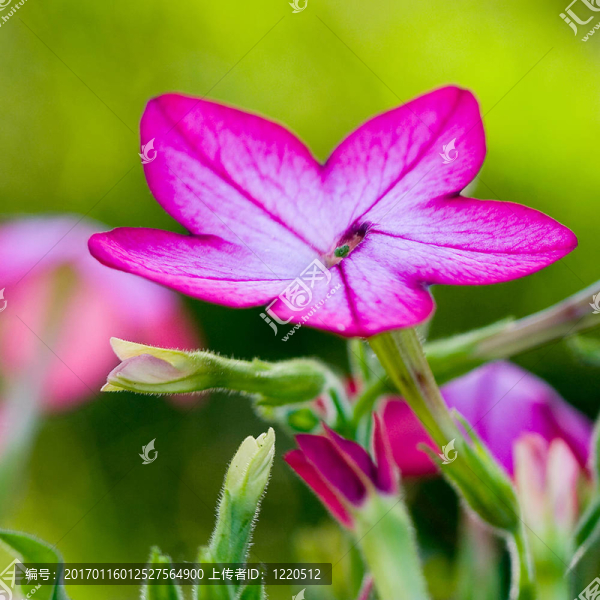 花板-匯圖網(wǎng) www.fosd68.com 花板