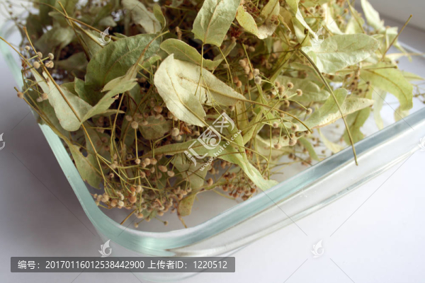 干燥花的菩提樹
