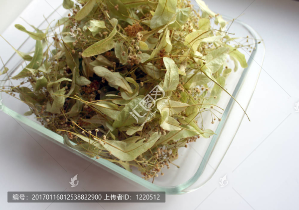 干燥花的菩提樹