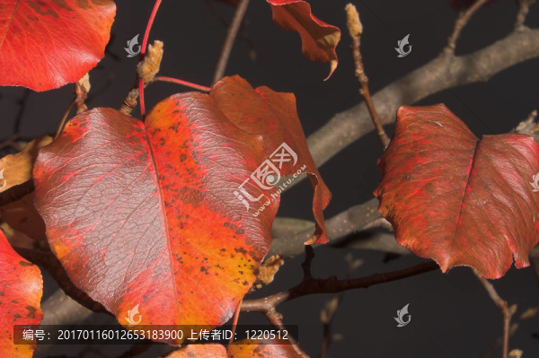 樹上的秋天的葉子