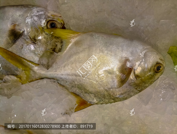 金鯧魚特寫,黃鯧魚高清