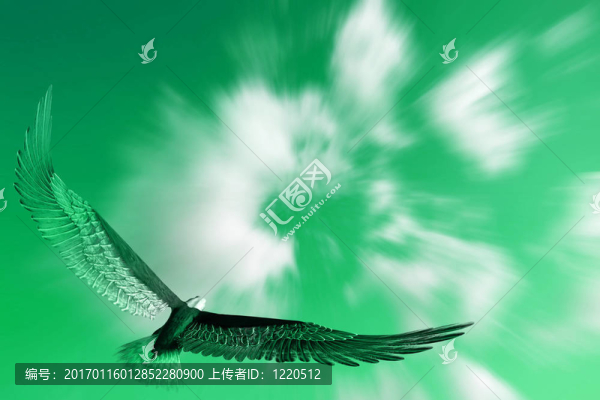 鷹在飛