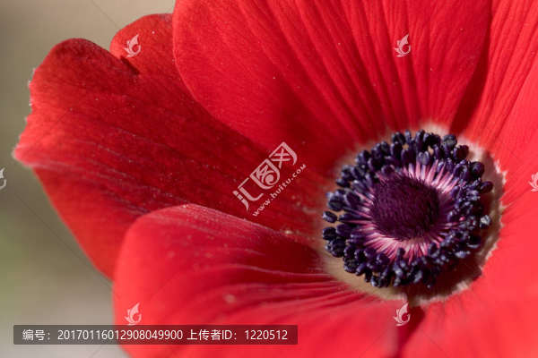 關(guān)紅海葵