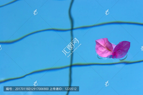 粉紅色的花在藍色的P