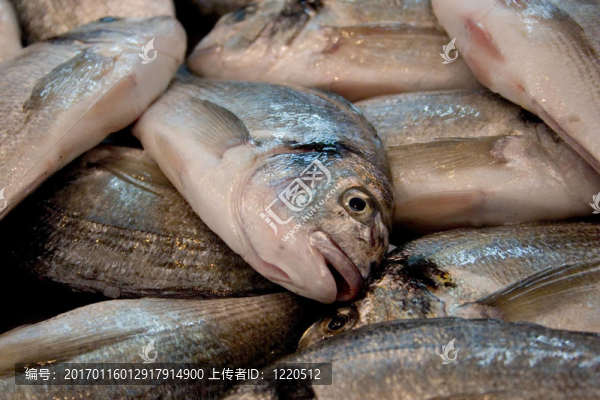 市場魚特寫
