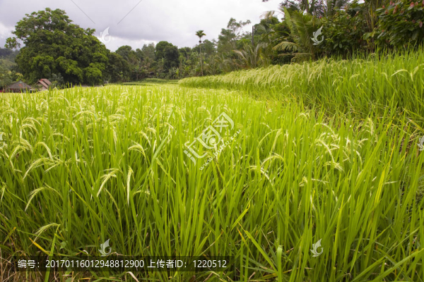 印度尼西亞稻田-匯圖網(wǎng) www.fosd68.com 印度尼西亞稻田