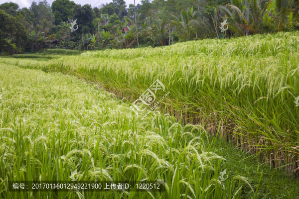 成熟的稻田