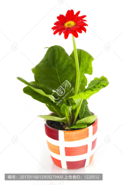 紅色的格伯