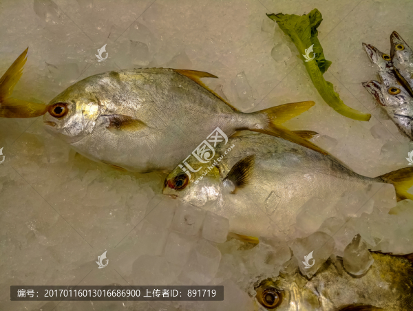 金鯧魚特寫,黃鯧魚高清