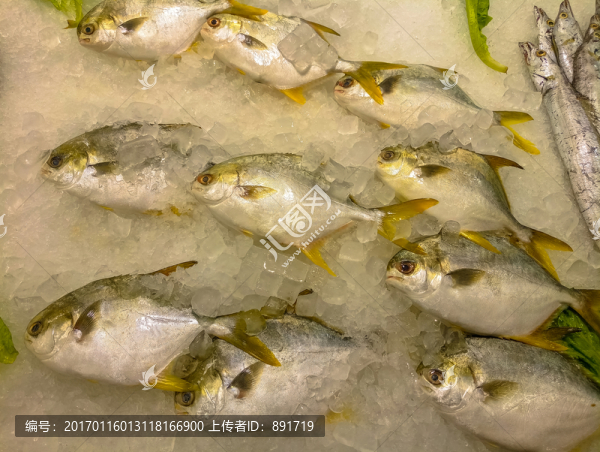 金鯧魚特寫,黃鯧魚高清