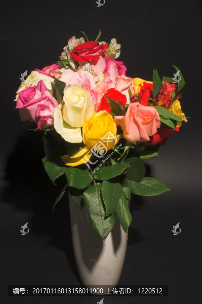 各色玫瑰