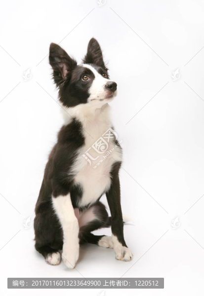 邊境牧羊犬