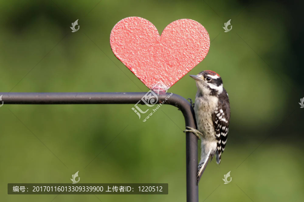 Woodpecker和心-匯圖網(wǎng) www.fosd68.com Woodpecker和心