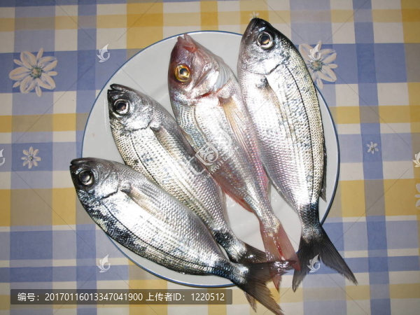 魚