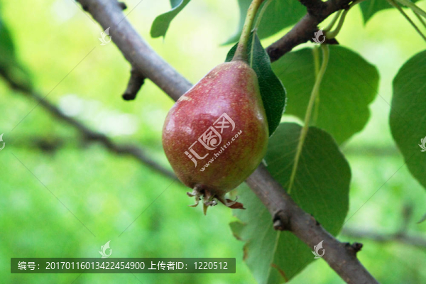 生梨