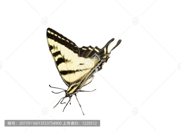 西方白虎鳳蝶