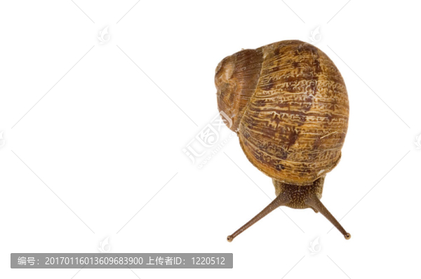 普通歐洲褐蝸牛