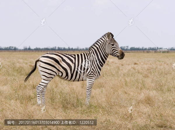 zebra1