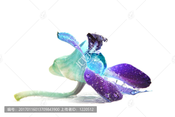 蘭花