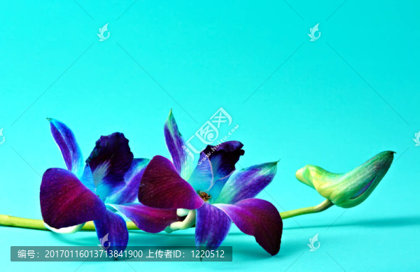 蘭花-匯圖網(wǎng) www.fosd68.com 蘭花