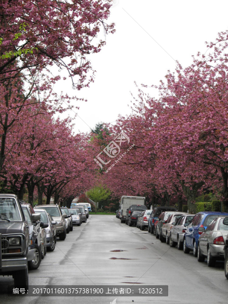 兩側(cè)的櫻桃樹