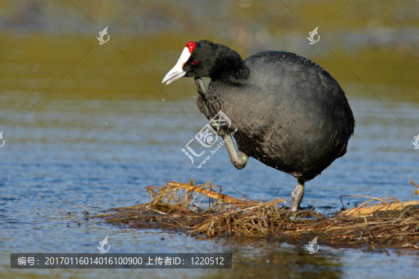 Redknobbed,coot,02