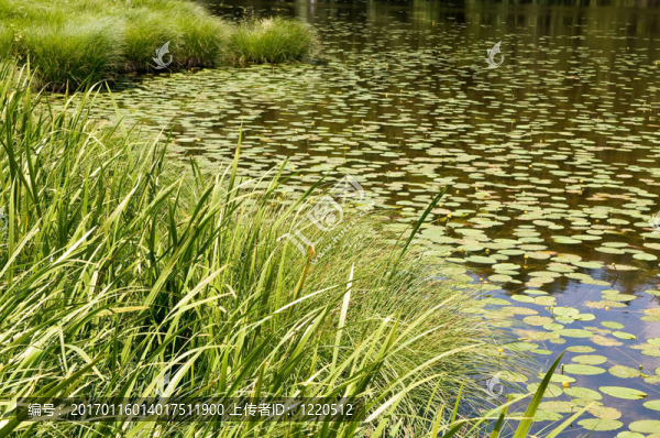 小小的湖-匯圖網(wǎng) www.fosd68.com 小小的湖