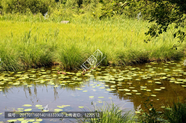 hackensee